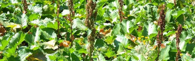 Tévesen gyomnövénynek tartják, pedig valójában egy igazi csodaszer rejtőzik benne: fedezze fel a lósóskát!