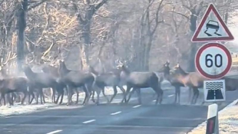 Egy hatalmas szarvasrudli vágtázott át az úton Zalalövő közelében, lenyűgözve a helyieket és az arra járókat. A zöldellő tájon szinte táncolva haladtak, mintha csak a természet zenéjére lépkedtek volna. Ez a látvány igazi csodája volt a vidéki életnek, am