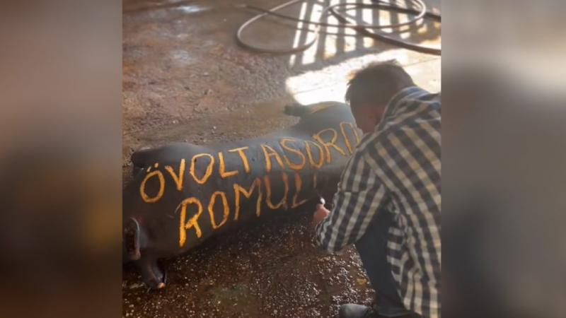 „Ő volt a következő Romulusz” – jegyezte meg Pócs János, miközben egy megégett disznóra pillantott.