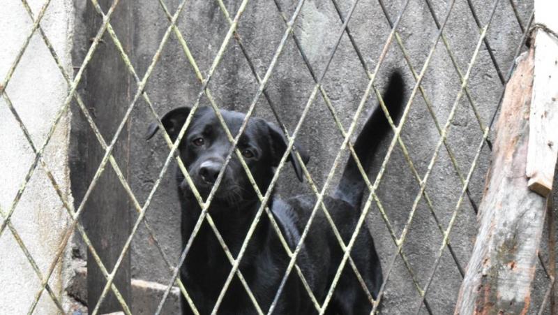 Életfogytig tartó börtönbüntetést szabtak ki egy kutyára: mi is volt a vád ellene?