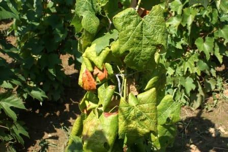 Kétszáz csapat fáradhatatlanul kutatja a gyorsan terjedő szőlővész nyomait, miközben a hazai szőlőültetvényeknek mindössze a hetedével sikerült eddig végezniük a munkálatokkal.