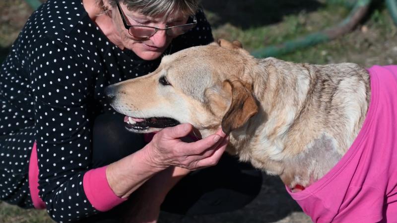 Emlékszel arra a kutyára, akit a gazdája az autó mögé kötve húzott? Most nézd meg, hogyan él Rozi!