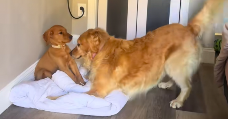 Kiskutyával barátkozik a golden retriever: ami ezután következik, számtalan ember szívét rabul ejti - Nézd meg a videót!