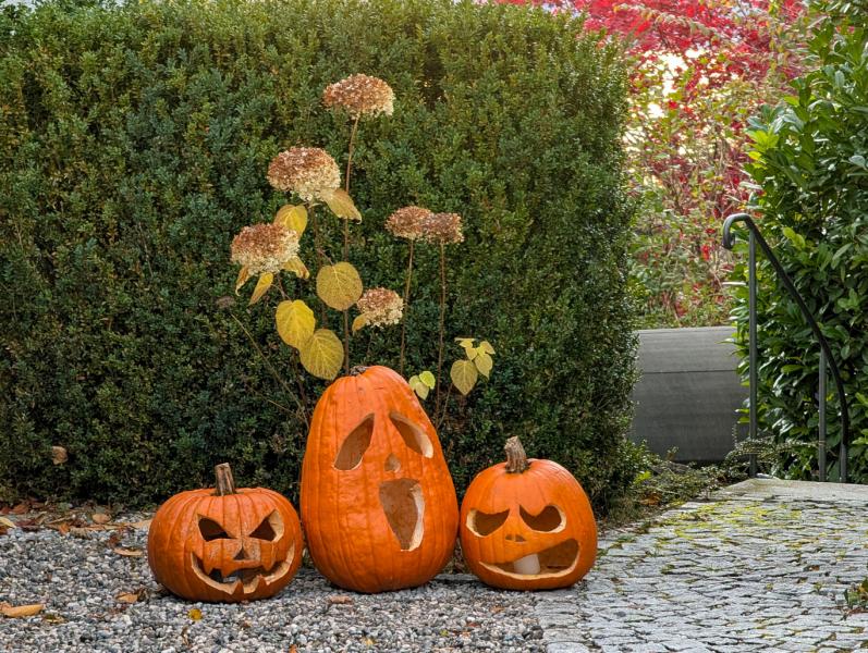 Zebegény településén a polgármester úgy döntött, hogy megtiltja a családi tökfaragást. Az indoklás szerint a 
